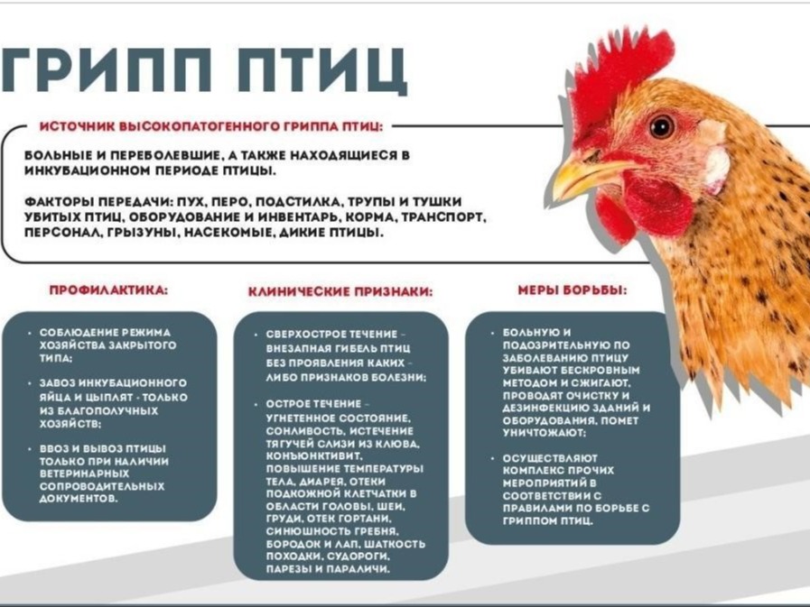 ПАМЯТКА ДЛЯ НАСЕЛЕНИЯ «МЕРОПРИЯТИЯ ПО ПРОФИЛАКТИКЕ ВЫСОКОПАТОГЕННОГО ГРИППА ПТИЦ».